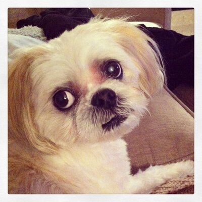 Profile Picture of Diana DiRubbo (@bellablackjack) on Twitter