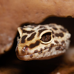 Profile Picture of Santiago Jimenez (@2002.sje) on Flickr