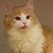 Norwegian Forest Cat ノルウェージャンフォレストのテディ - Pinterest Profile Picture of Norwegian Forest Cat ノルウェージャンフォレストのテディ (@teddycatand1269) on Pinterest
