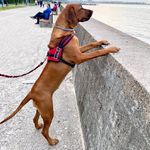 Profile Picture of Shelly (@rhodesian_ridgeback_shelly) on Instagram