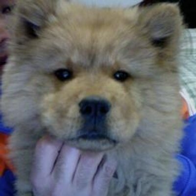 Profile Picture of Jose Siller (@jozesiller) on Twitter