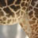 Profile Picture of Keoni Gonzales (@bullalayao) on Flickr