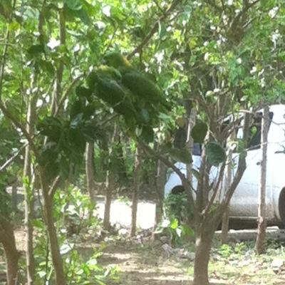 Profile Picture of Adam Peleg (@Adam_Peleg) on Twitter