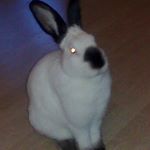 Profile Picture of chris_bunny_128 (@chris_bunny_128) on Instagram