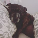 Profile Picture of Nell Stringer (@nellynoodle82) on Instagram