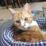 Cleo - Instagram Profile Picture of Cleo (@cleo_kitten_nl) on Instagram