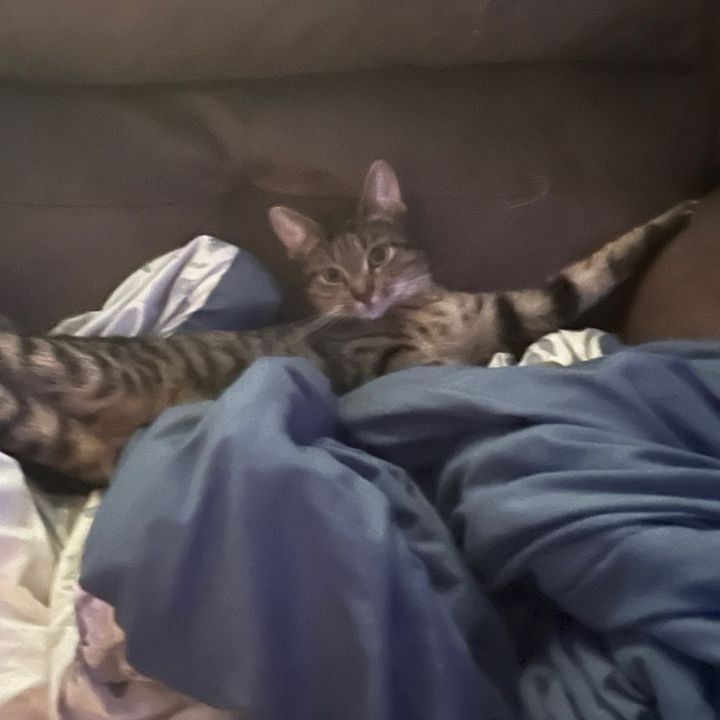 Profile Picture of Julianna Tooley (@julianna.tooley) on Tiktok