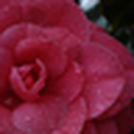 Profile Picture of ~UnfadingRose~ (@~UnfadingRose~) on Flickr