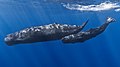 Profile Picture of Cetacea - Wikipediaon Wikipedia