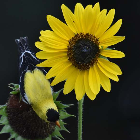 Profile Picture of Tom Foster (@tomfoster559) on Poshmark