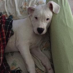 Profile Picture of Antonio Schiavone (@Tunschiavone) on Twitter