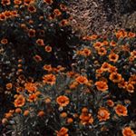 Ruby - Instagram Profile Picture of Ruby (@ruby_mccormick__) on Instagram