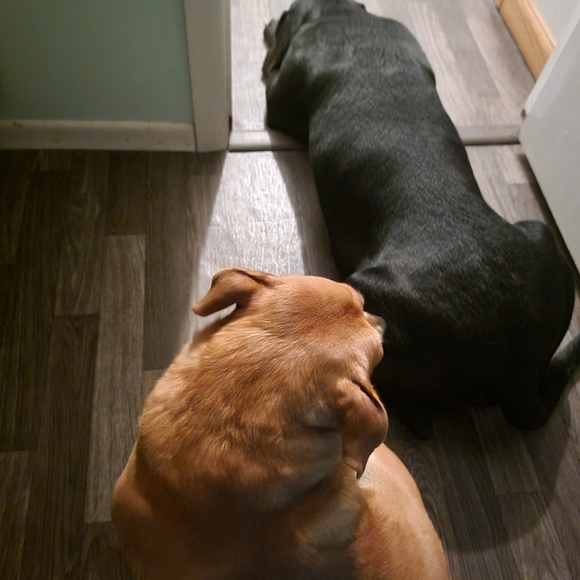 Profile Picture of David Ferrell (@ferrellelz) on Poshmark