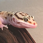 Profile Picture of Magebird (@magebird) on Flickr