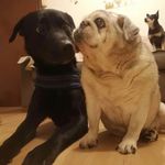 Profile Picture of Davide Paco (@capoccione_paco) on Instagram