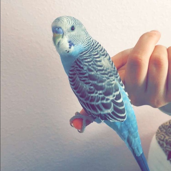 Profile Picture of Rylee Streeper (@rsdances21) on Poshmark