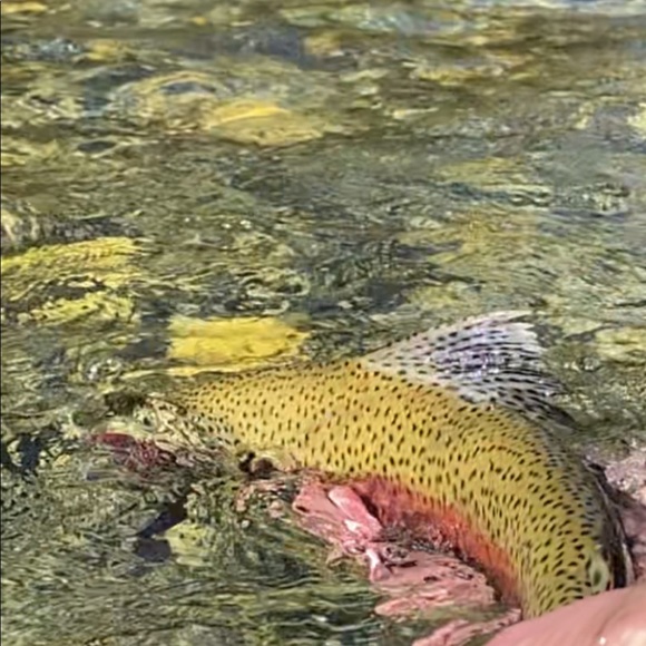 Profile Picture of Steve Feltham (@verse1200) on Poshmark