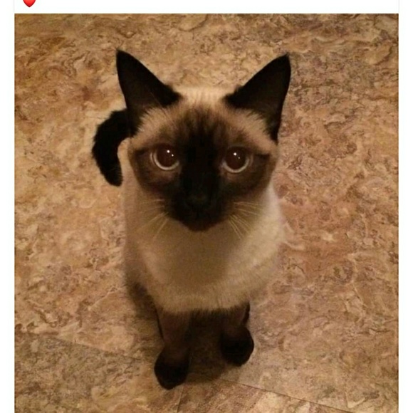 Profile Picture of Nancy Hess (@cosettelouise) on Poshmark