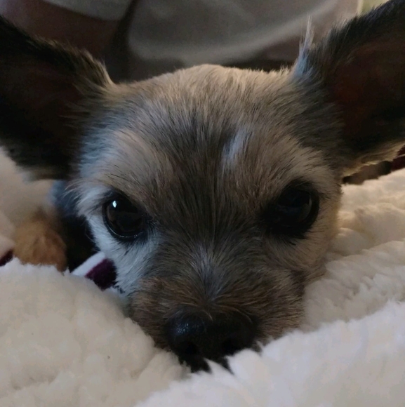 Profile Picture of Leigh Olmstead (@leigholmstead) on Poshmark