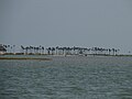 Profile Picture of Pulicat Lakeon Wikipedia