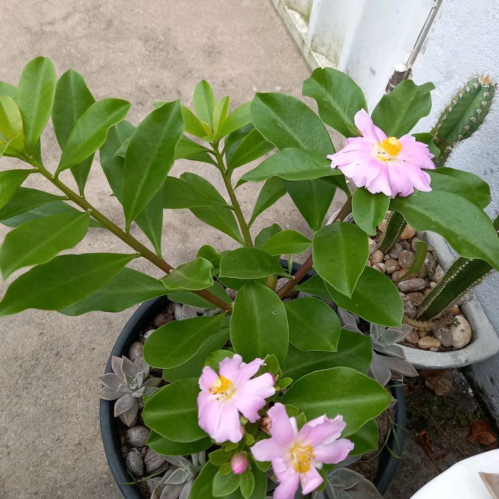 Profile Picture of amiga (@lori.pacheco) on Tiktok