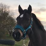 Profile Picture of Tullynavin Dawn♥️ (@ponnyn.dawn) on Instagram