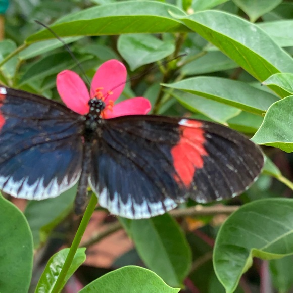 Profile Picture of Rebecca Hansen (@navywavy88) on Poshmark