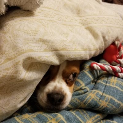 Profile Picture of Robert Braddock (@RDoublefang) on Twitter