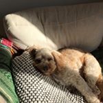 Profile Picture of Bobbie Martens En Moes Martens (@bobbie__moes020) on Instagram