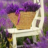 Profile Picture of Amani Abdallah (@amani-abdallah-3) on Quora