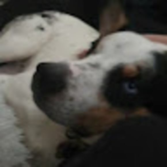 Profile Picture of Sydney Drapes (@smdrapes) on Poshmark