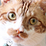Profile Picture of Peter H (@Peter.Hung) on Flickr
