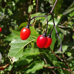 Profile Picture of Zoe Scott (@Zoe M Scott) on Flickr