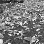 Profile Picture of Jimmy Bell (@jimmybell1732) on Youtube