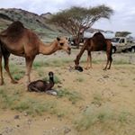 Profile Picture of الحربي (@wedadsaogd) on Instagram