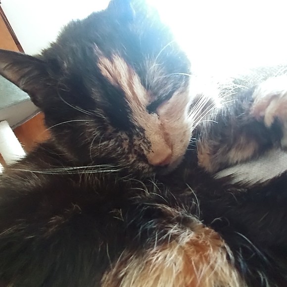 Profile Picture of Brandi Guessford (@moushkiluv) on Poshmark