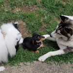 Profile Picture of Tasha , Tyson & Chuck 💕 (@itsadogslife.x3) on Instagram