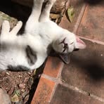 Profile Picture of Karlo Mishka Rodriguez Sierra (@karlo.mishka.rodriguez.sierra) on Facebook