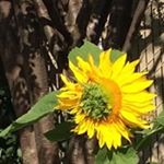 Profile Picture of Suzanne Arsenault (@suzanne.arsenault5) on Instagram
