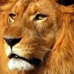 Profile Picture of Leo (@hearn.leo) on Instagram