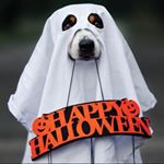 Profile Picture of 🐚adrian🐚 (@http._.lavender) on Instagram