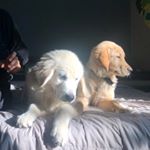 Profile Picture of Billie & Monk (@billie_monk) on Instagram