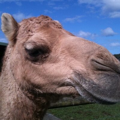 Heather Cozad - Twitter Profile Picture of Heather Cozad (@heathercornfed) on Twitter