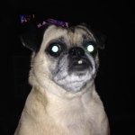 Profile Picture of Lola (@lola_weaver) on Instagram