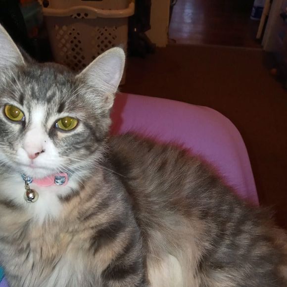 Profile Picture of Melissa Taucer (@missyt0205) on Poshmark