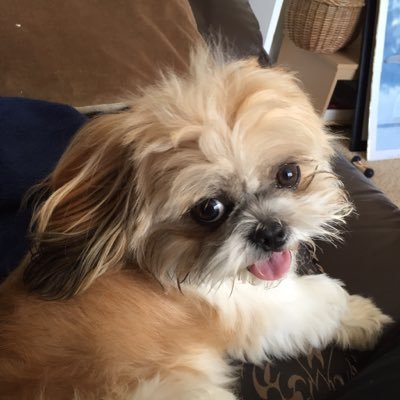 Profile Picture of Dave Stanger (@daystag1971) on Twitter