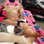 Profile Picture of Elizabeth Clark Pierce (@momof10chis) on Instagram