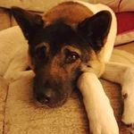 Profile Picture of Rachel Fulcher (@rachelfulcher) on Instagram