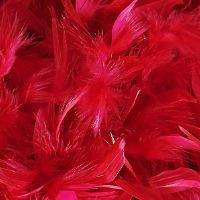 Profile Picture of Redfeather Tarot (@redfeather_tarot) on Tiktok