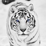 Profile Picture of Mike Renfroe (@renfroemike) on Instagram